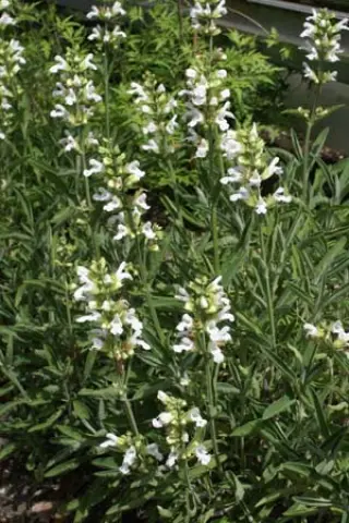 Dracocephalum renatii (mairei)