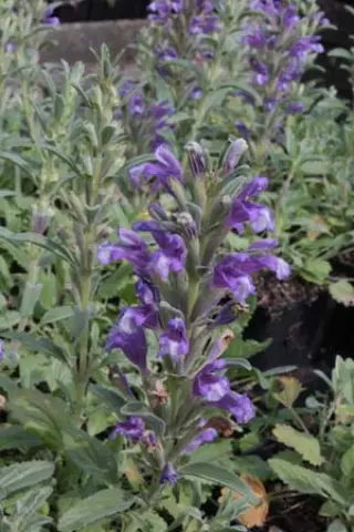Dracocephalum sp. (ex Iran)