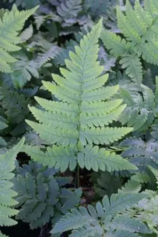 Dryopteris coreana-montana