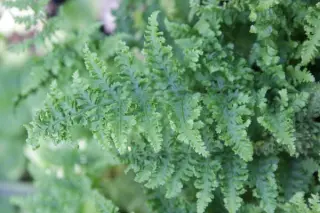Dryopteris dilatata 'Crispa Whiteside'