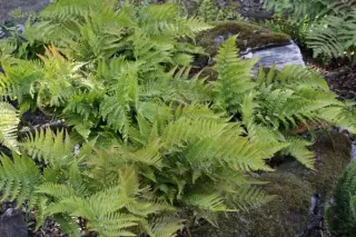 Dryopteris erythrosora