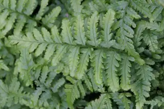 Dryopteris filix-mas 'Furcans'