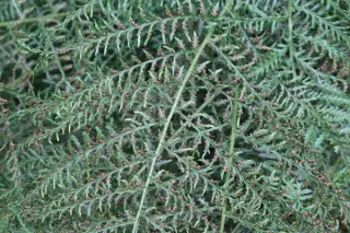 Dryopteris filix-mas 'Linearis Polydact.'