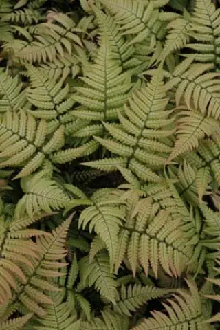 Dryopteris lepidopoda
