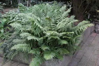 Dryopteris lepidopoda