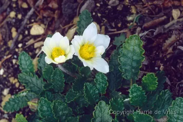 Dryas suendermannii - Nursery De Hessenhof