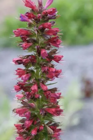 Echium amoenum