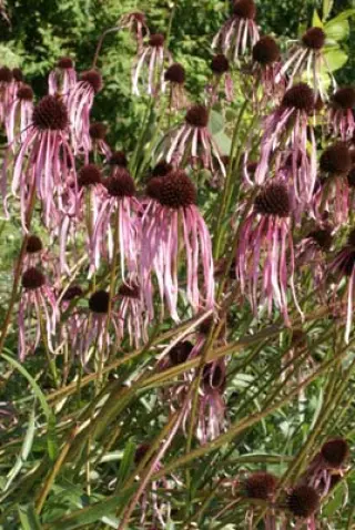 Echinacea angustifolia