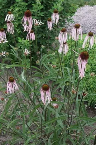Echinacea angustifolia