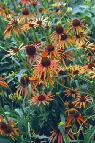 Echinacea 'Art's Pride'