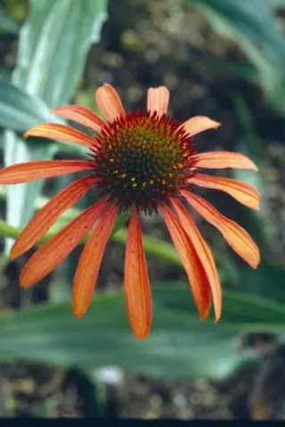 Echinacea 'Art's Pride'