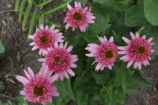 Echinacea 'Butterfly Kisses'