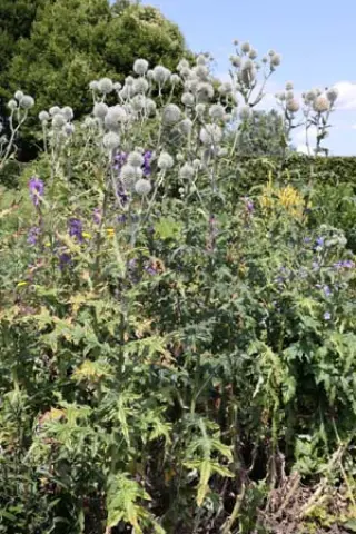 Echinops chantavicus