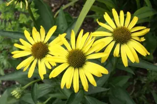 Echinacea 'Cleopatra'