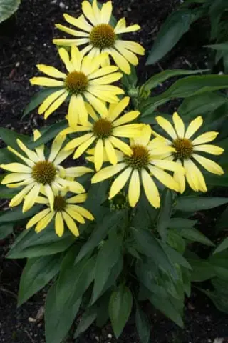 Echinacea 'Cleopatra'