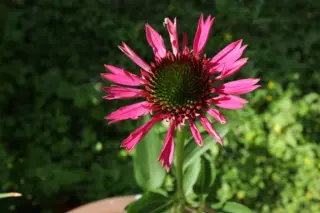 Echinacea 'Delicious Candy'