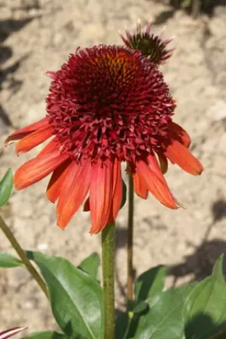 Echinacea 'Eccentric'