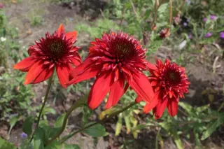 Echinacea 'Eccentric'