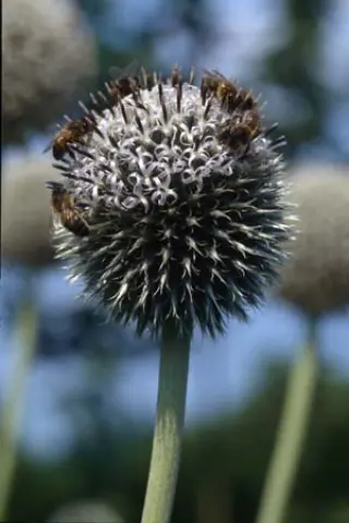 Echinops exaltatus