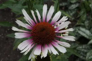 Echinacea 'Funky White'