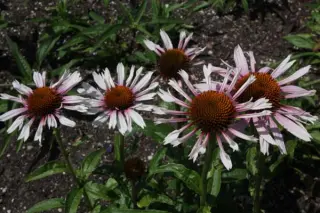 Echinacea 'Funky White'