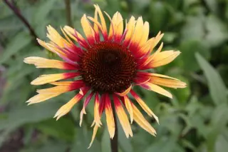 Echinacea 'Funky Yellow'