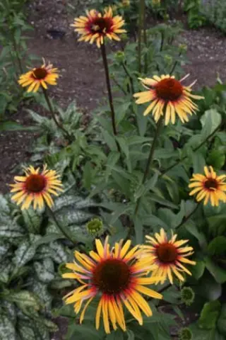 Echinacea 'Funky Yellow'