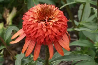 Echinacea 'Irresistible'