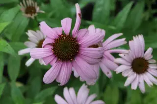 Echinacea laevigata