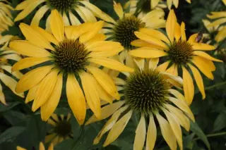 Echinacea 'Leilani'