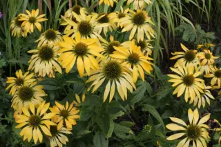Echinacea 'Leilani'