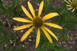 Echinacea 'Mango Meadowbrite'