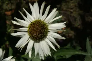 Echinacea 'Meditation White'
