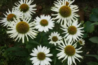 Echinacea 'Meditation White'