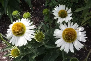 Echinacea 'Meditation White'