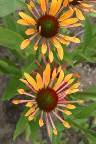 Echinacea 'Orange Passion'