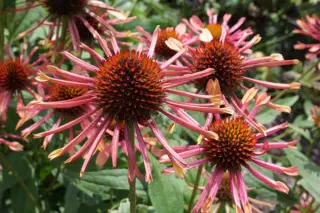 Echinacea 'Orange Spider'