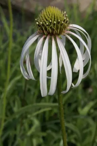Echinacea pallida 'Hula Dancer'