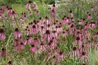 Echinacea pallida