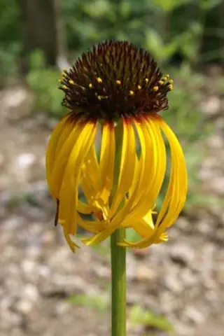 Echinacea paradoxa