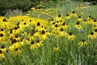 Echinacea paradoxa