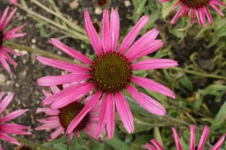 Echinacea 'Pixie Meadowbrite'