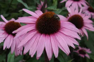 Echinacea purpurea 'Augustkönigin'