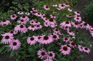 Echinacea purpurea 'Augustkönigin'