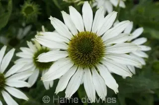Echinacea purpurea 'Avalanche'