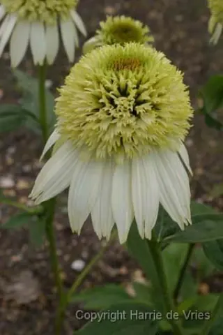 Echinacea purpurea 'Coconut Lime'
