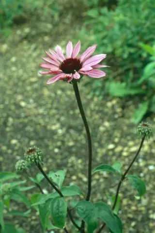 Echinacea purpurea 'Dark Stem Form'