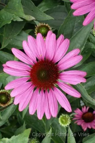 Echinacea purpurea 'Elton Knight'