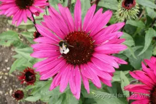 Echinacea purpurea 'Fatal Attraction'