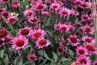 Echinacea purpurea 'Fatal Attraction'